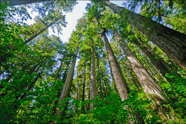 Majestic Giants: Remarkable Story of Redwoods Thriving in UK