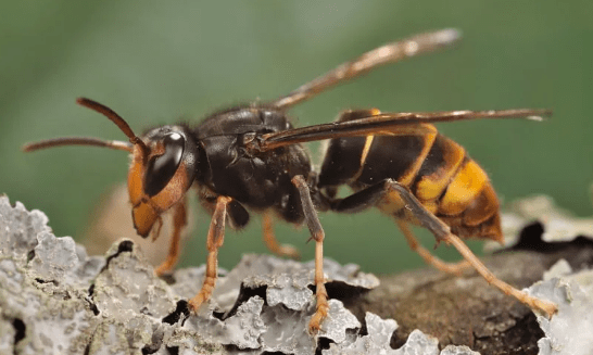 Asian Hornets on Rise: What You Need to Know for Peak Season