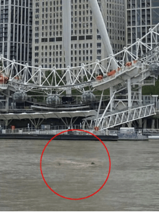 Shark Sightings in the Thames: Unraveling the Truth