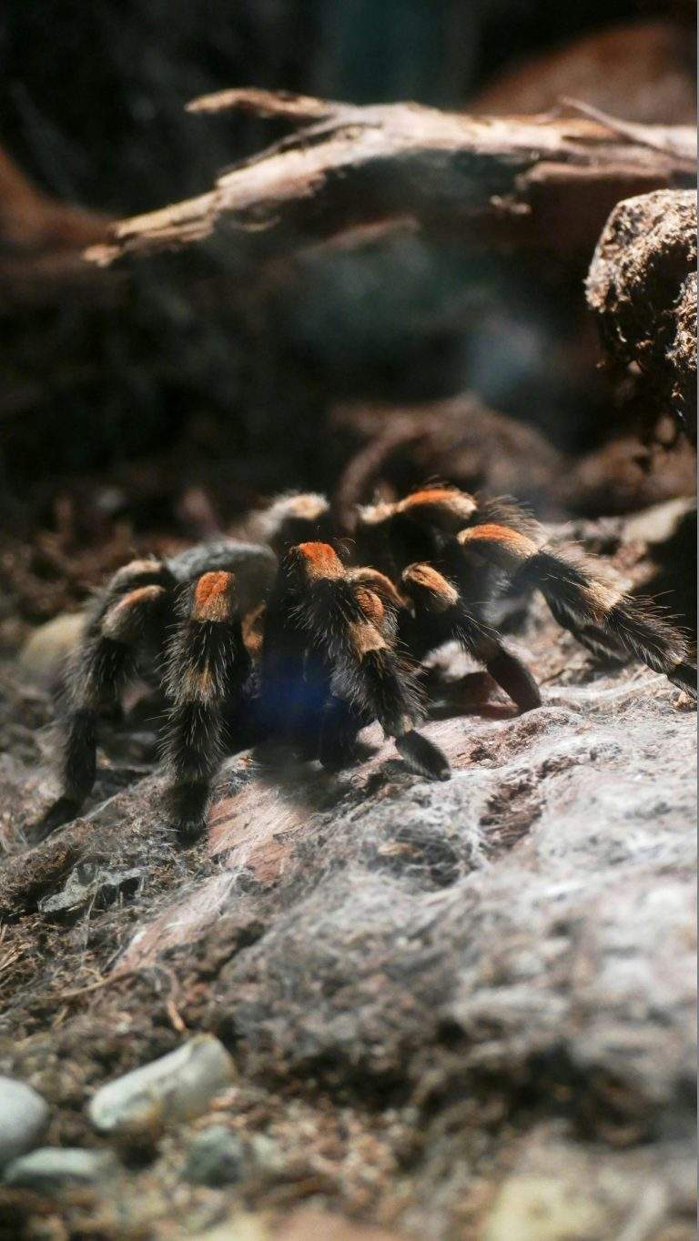 The Great Texas Tarantula Crawl Is Coming