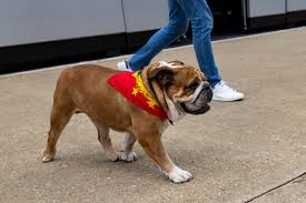Lewis Hamilton Grieves for Dog Roscoe With Moving Tribute